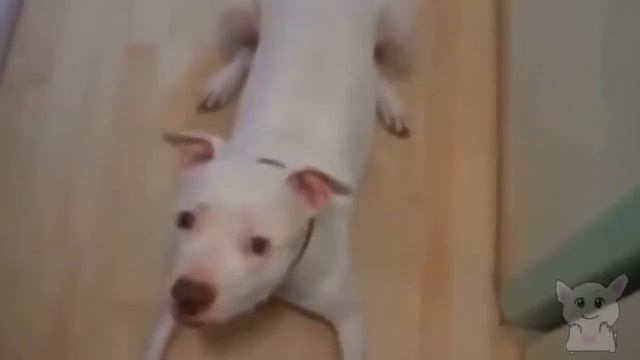 Забавные животные пукают, вызывая смех