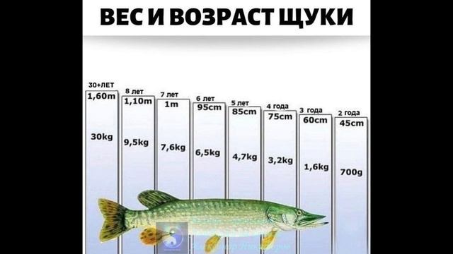 Рыбалка. Вес и возраст щуки.