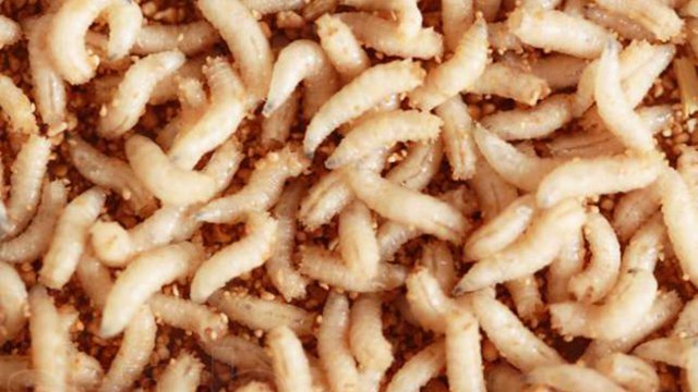 Как подготовить опарыша для рыбалки. 3 способа.