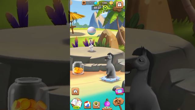 Фотографируем животных ! Мой Хэнк