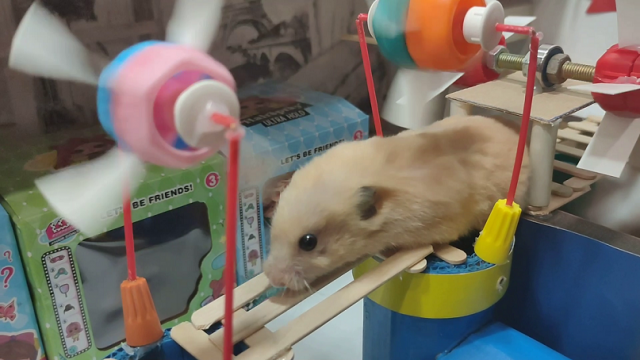 Аэроквэст для сирийского хомячка