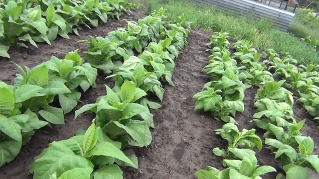 Дело табак или борьба за выживание