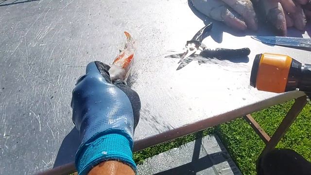 Супер разделка свежего окуня по- фински.