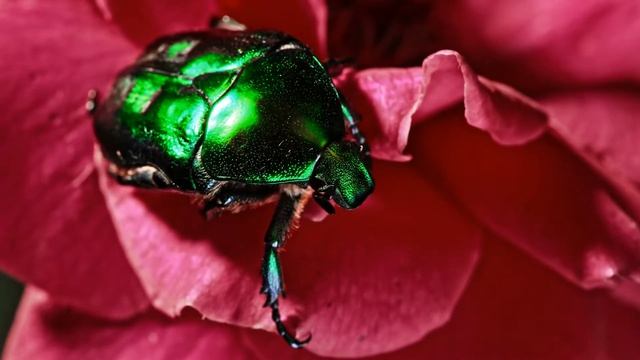 ? Насекомые для детей. ? Развивающие видео. ? Учим названия, викторина на угадывание с картинками.