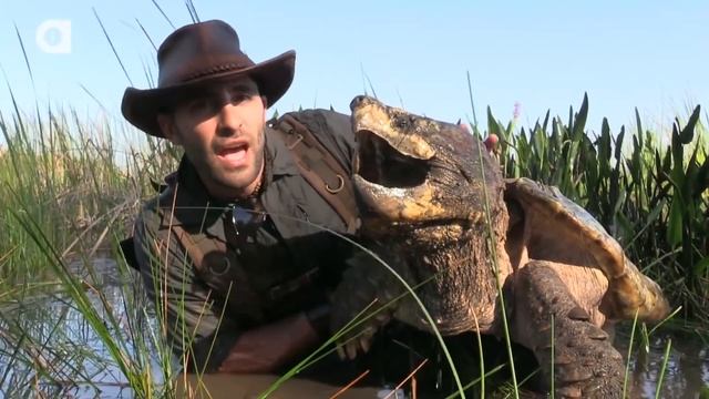 САМАЯ БОЛЬШАЯ ЧЕРЕПАХА В МИРЕ ?! / Койот Питерсон на русском