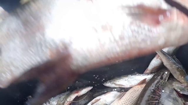 НЕОБЫЧНЫЕ РЫБЫ АМУРА, КИТАЙСКИЙ ОКУНЬ- АУХА, ВЕРХОГЛЯД,АМУРСКАЯ ЩУКА, Рыбалка с fishermandv27rus