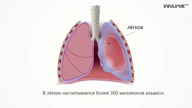 Органы дыхания