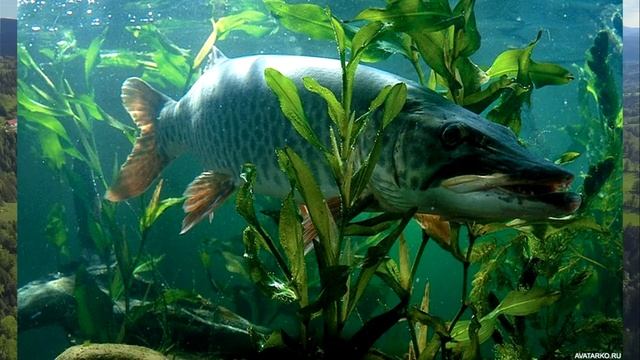 Мама и сын на рыбалке: рассказ о том, как мы ловили ХИТРУЮ ЩУКУ. Истории про рыбалку.