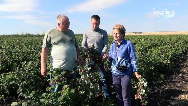Лучшие сорта ремонтантной малины Сорт Похвалинка и Конек Горбунок.