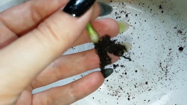 Нолина из семян. От посадки до всходов.