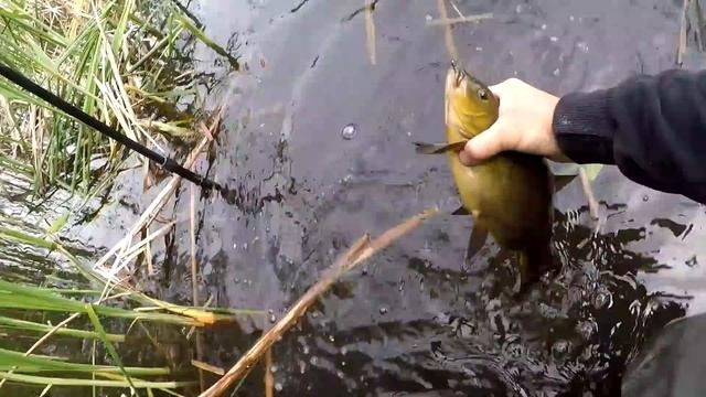 Ловля КРУПНОГО ЛИНЯ на УДОЧКУ как в СКАЗКЕ, Рыба линь, Рыбалка на линя, Ловля линя, Линь