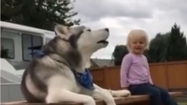 #huski. Huski funny/Хаски орут