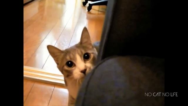 Funny Cats Compilation (Most Popular) Part 1