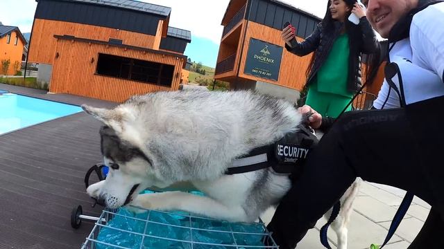 ХАСКИ НАПАЛИ НА КОШКУ / ТРЭШ коты против собак