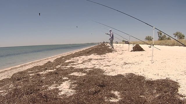 Пеленгас летом в жару. Ловля пеленгаса Азовское море.