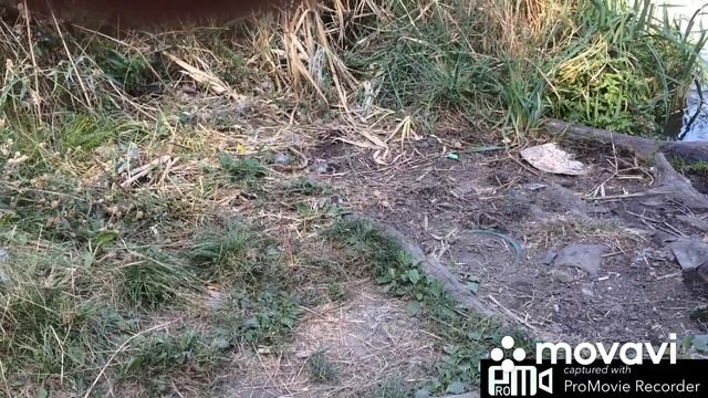 Бесплатный малек карася для зарыбления пруда