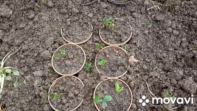 Посадка сеянцев морозника!!!