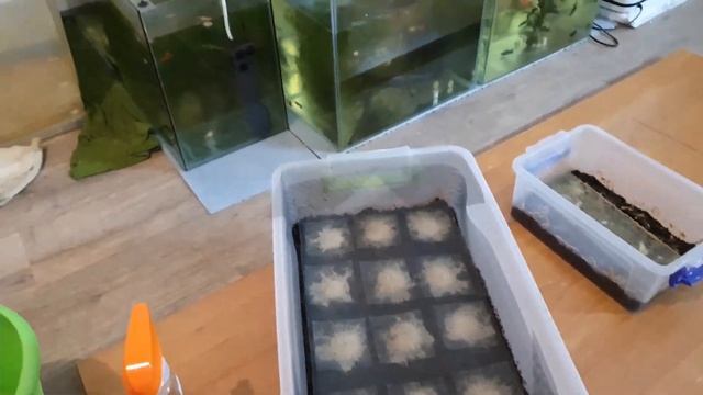 КОРМ ДЛЯ МАЛЬКА И ВЗРОСЛОЙ РЫБКИ! Гриндальский червь! От А до Я! Часть 3!