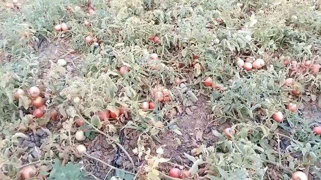 Томат новичок розовый! Обзор сорта.