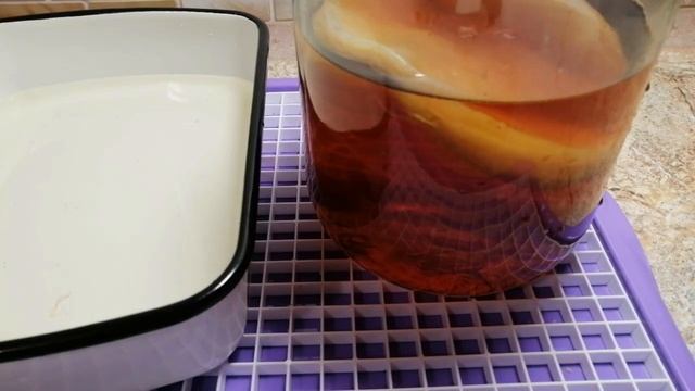 ЧАЙНЫЙ ГРИБ KOMBUCHA ПОЛЬЗА И ПЕРЕСАДКА