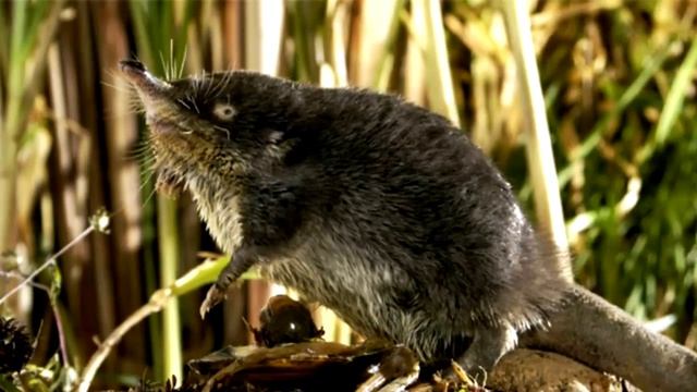 Красная книга России_ животные лесов.mp4