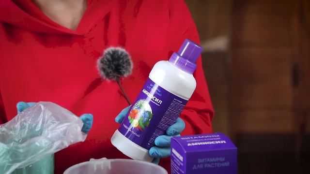 Саженцы клематисов - как сохранить до весны