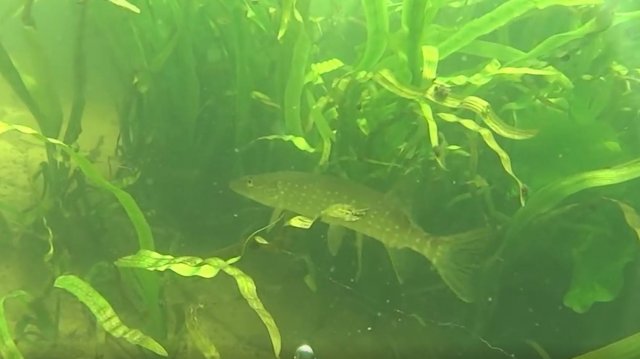 Подводная охота - очень чистая река