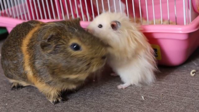 Сериал про хомяков. 6 серия. Ужас в хомячьем городе.