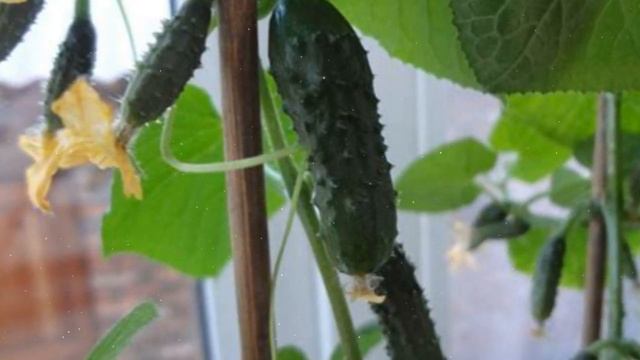 Как Выращивать Огурцы На Подоконнике