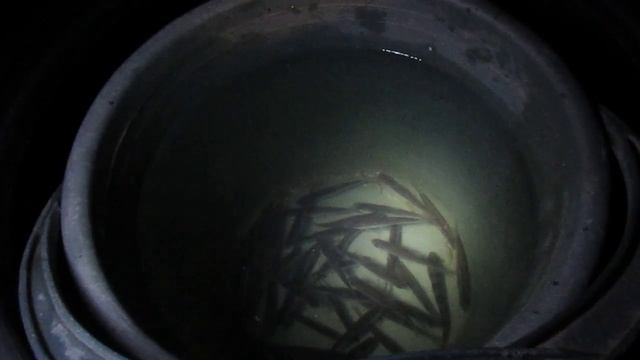 Как хранить живца зимой