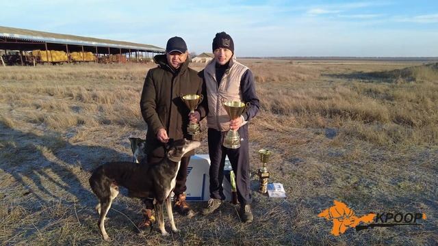 Состязания борзых по Зайцу РОО КРООР/Поимки/Русские Хортые/ Грейхаунды