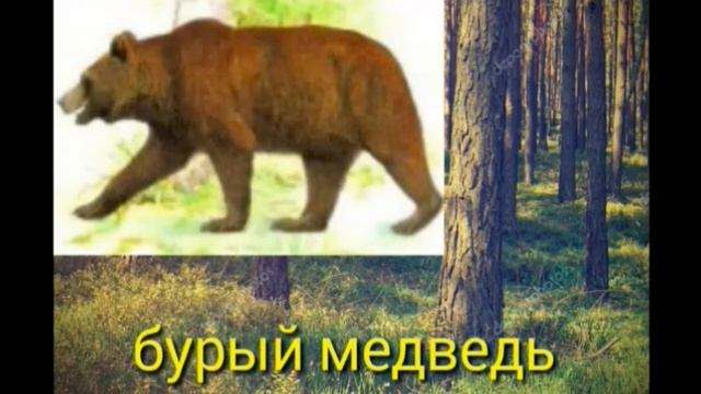 Эти животные  занесены в красную книгу РБ