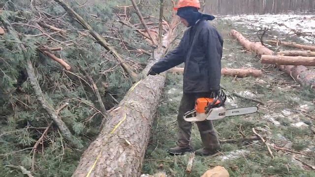 Валка дерева Бензопилой Stihl MS 361 В направлении вала с помощью винтового валочьного клина КВМ-1