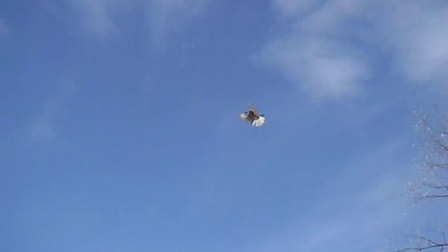 Николаевские голуби Курского края