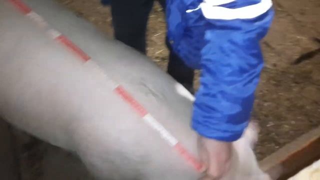 Как определить живую массу свиньи.