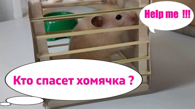 Сирийский хомячок в ловушке!!! кто спасет его ?