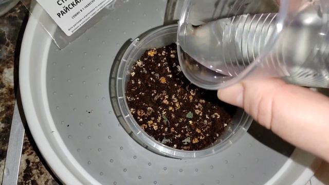 Мой опыт выращивания Стрелиции Королевской из семян.