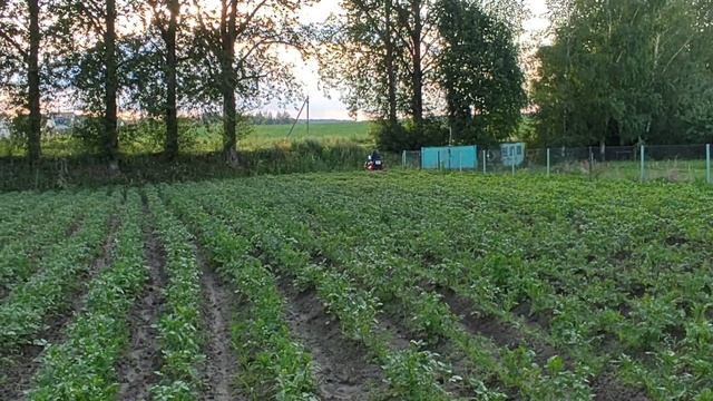 Самодельные ежи-окучники на мтз-132н!!!