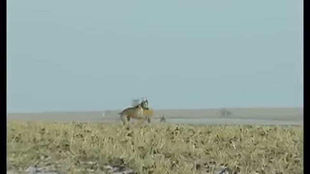 В Липецкой области устроили настоящую охоту с борзыми