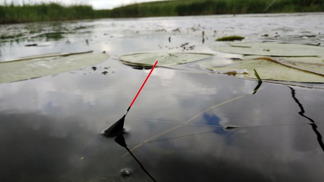 Ныряет поплавок среди кувшинок! Рыбалка на малой реке с удочкой