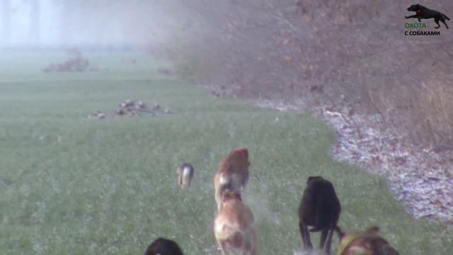 Охота с собаками на зайца .Грейхаунды и метисы хортой борзой .16 часть. сезон 2023-2024г