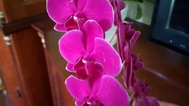 Полный роспуск орхидеи Жемчужина Императора.