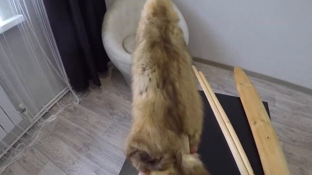 Как правильно высушить шкурку соболя