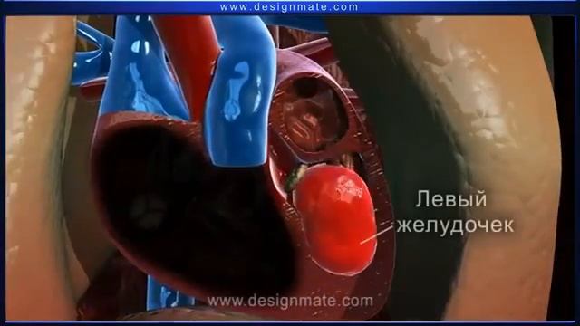 Свертываемость крови урок в формате 3D Mono