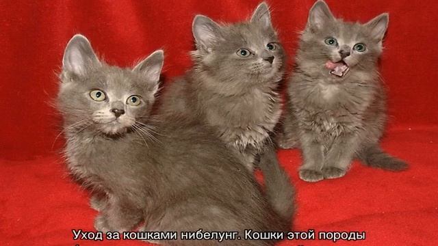 Нибелунг — порода кошек, голубой длинношерстный кот