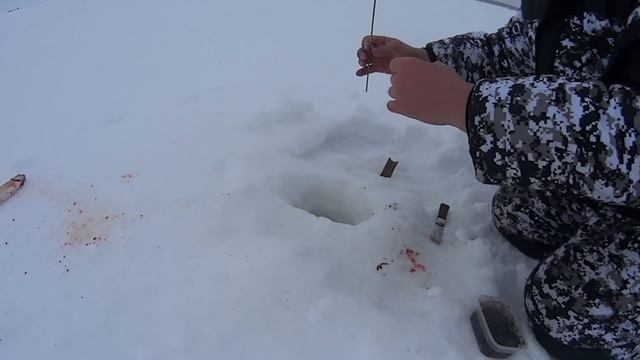 Рыбалка на Белом Море. Поехал за корюшкой наловил СИГа.