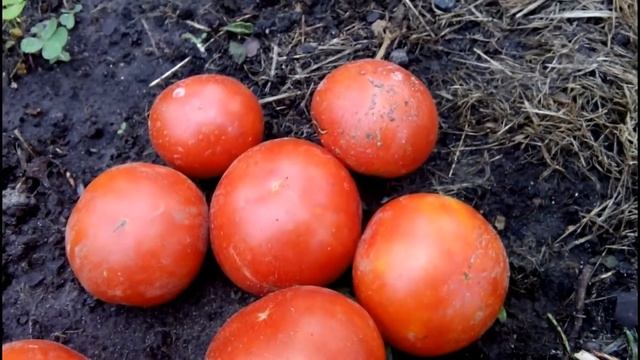 ТОМАТ ДЕМИДОВ. Описание сорта