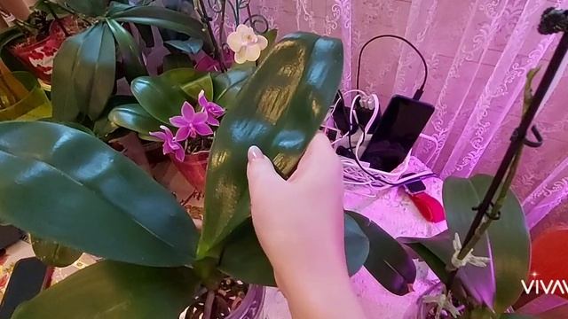 Орхидеи в банке , часть первая. Фаленопсисы без грунта