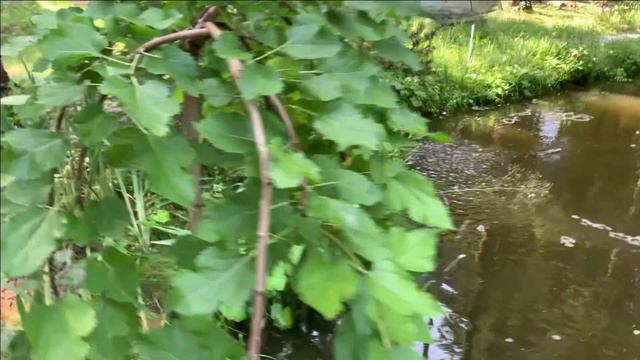 Мальки в зонтик.Ловим на снасть