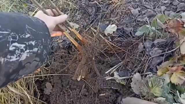 Корневая поросль груши. Подвой для мест с близкими грунтовыми водами.